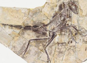 Eosinopteryx