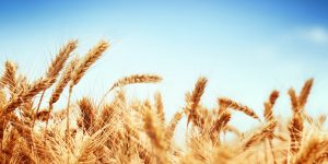 Wheat-field-against-blue-sky-1200x600