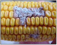 aflatoxin-corn