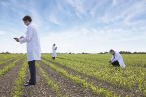 Scientists examining crops in field
