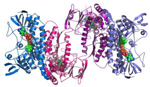 protein-structure