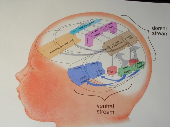 Vision and How the Brain Organizes Itself - NeuroLogica Blog