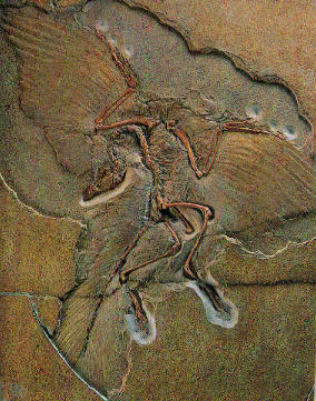 archaeopteryx bones