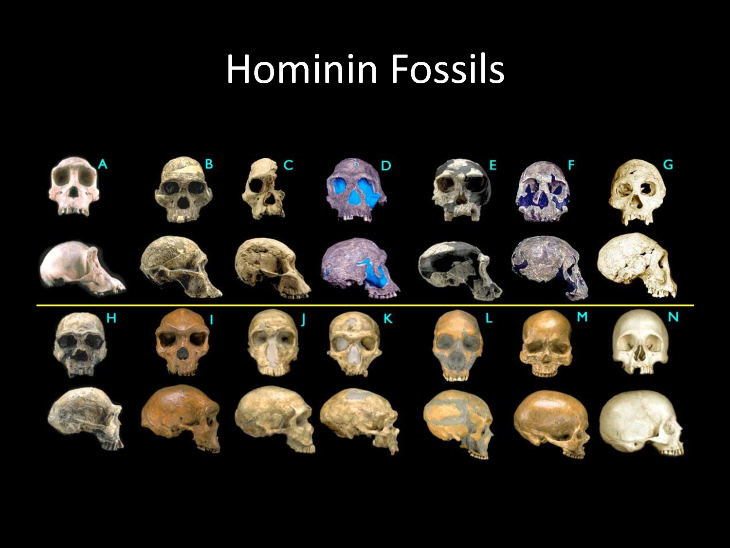 Эволюция человеческой расы. Череп хомо хабилис и австралопитека. Эволюция черепа человека.