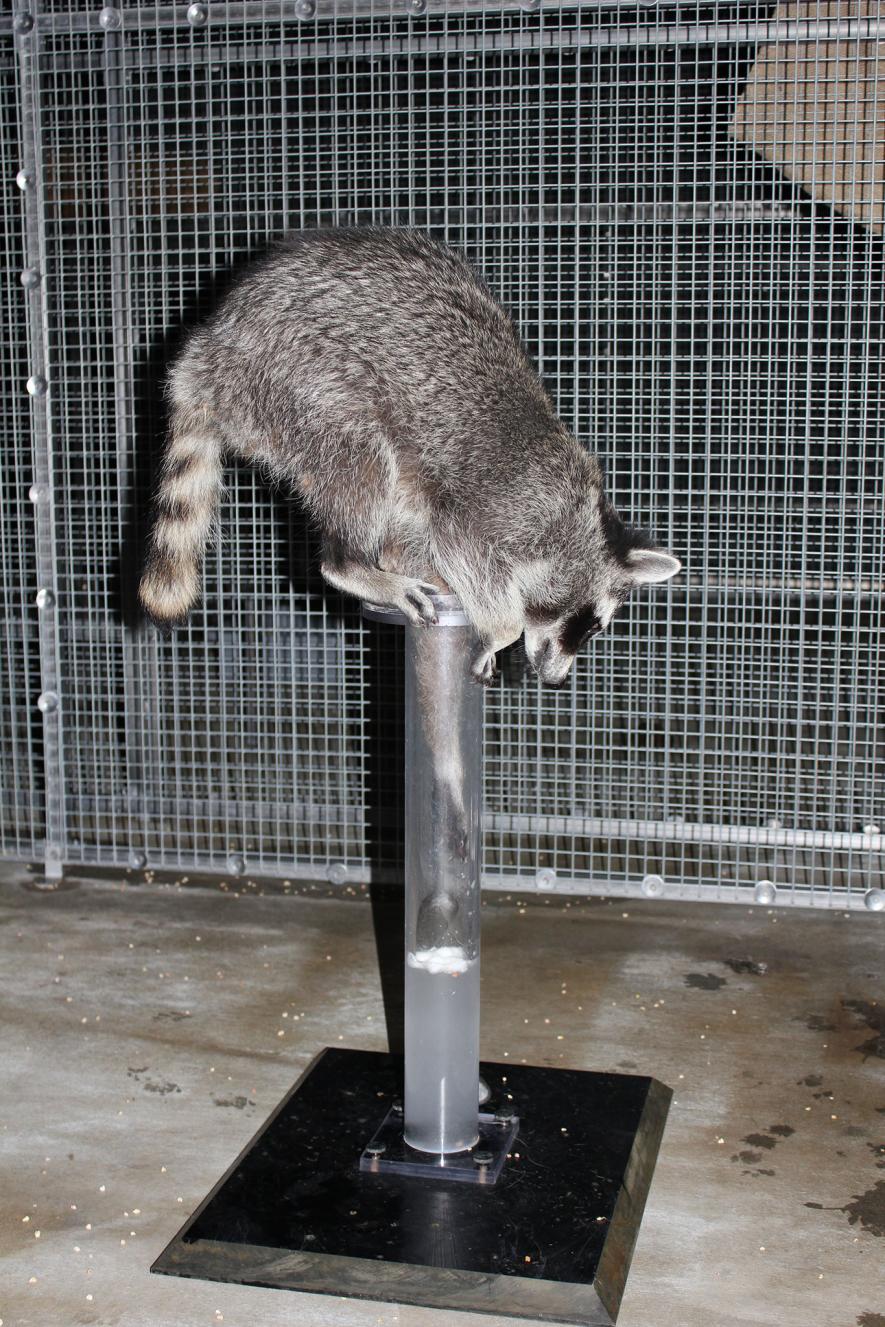 Raccoons Are Smart But Not Good Pets - NeuroLogica Blog