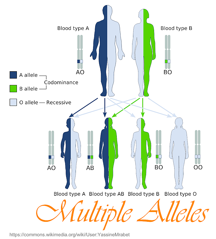 Large-scale study of genetic data shows humans still evolving