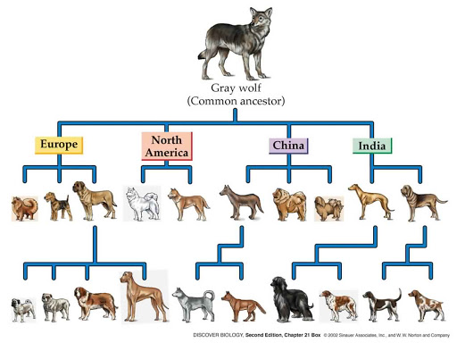 where did domestic dogs evolve from