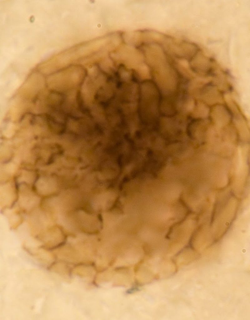 Evolution of Multicellularity NeuroLogica Blog