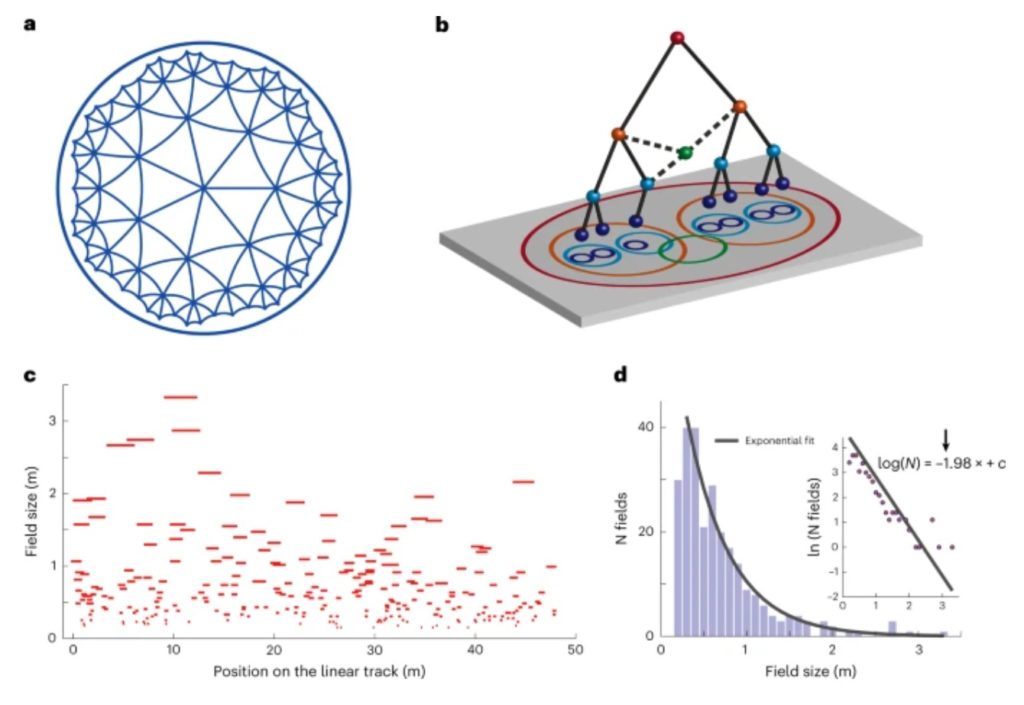 Hyperbrain Brain Uses Hyperbolic Geometry - NeuroLogica Blog